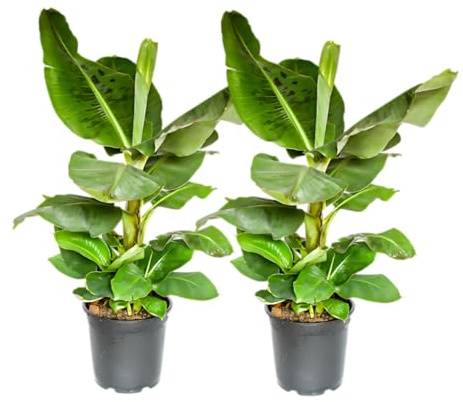 Bananenpflanze | 2er-Set | Musa | ca. 40-50 cm | ø 12-15cm Topf | Pflegeleichte Zimmerpflanzen für Wohnung und Büro | Qualität vom Pflanzen Profi | Ideale Raumbegrünung