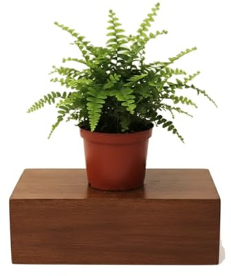 DECOALIVE Nephrolepis Exaltata Helecho Espada, Planta Viva 25 cm con Maceta 12 cm para Decoración Natural