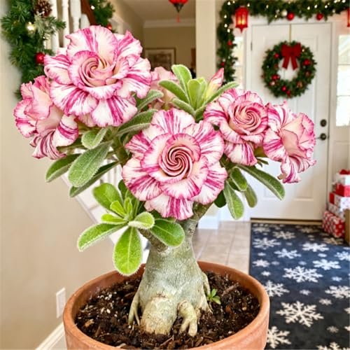 Perenne resistente/Rosa del Deserto rara/Tubero di Rosa del Deserto/Bassa manutenzione/Decorazione d'interni/Accattivante-1 Rizoma-A