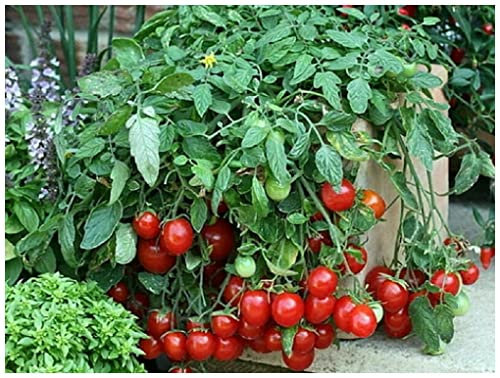 PREMIER SEEDS DIRECT - Tomato Cherry Falls - Trailing - 10 Seeds