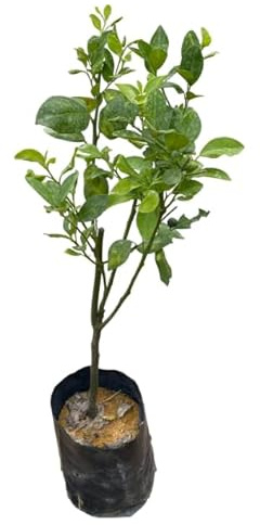 Árbol de Lima Persa Natural Citrus Aurantiifolia en tu Jardín