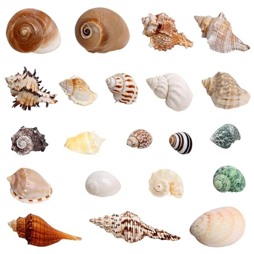 TenaLucy 21 Stück Natürliche Muscheln Gemischte Meeresmuscheln Set | 3-9CM Verschiedene Größen von Muscheln Deko, Aquarium Dekosand Muschelns Gemischt Ungebohrt für Basteln Aquarien Vasenfüllung