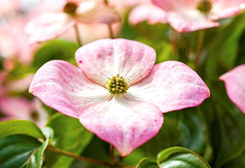 Chinesischer Blumen-Hartriegel Cornus kousa chinensis Satomi 60-80 cm | Rosa Bluetenbrakteen, dekorative Herbstfaerbung, essbare Fruechte, sonniger bis halbschattiger Standort