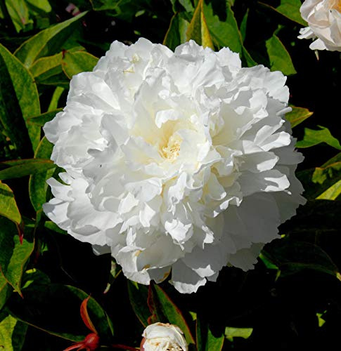 Edelpfingstrose Shirley Temple - Paeonia lactiflora - lebende Gartenpflanze aus den Baumschulen
