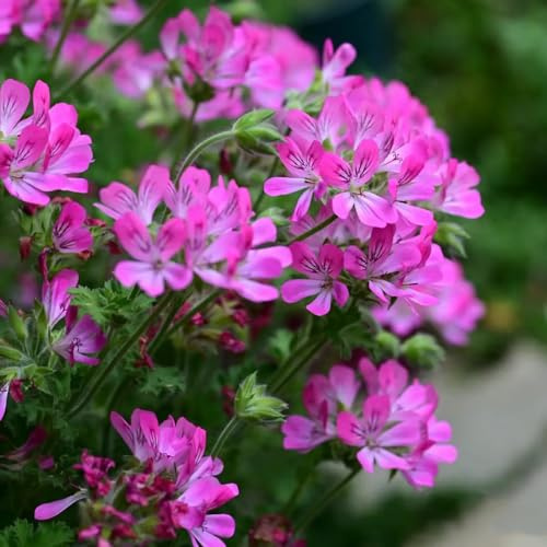 Geranio limone, gerani profumati, resistenti selvatiche decorazioni da giardino per esterni da giardino recisi all'aperto appartamento 50semi