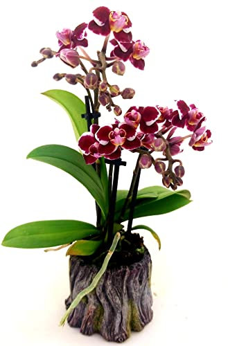 POWERS TO FLOWERS - ORCHIDEA PHALAENOPSIS BONSAI AMBRA IN VASO CERAMICA TRONCO, Pianta Vera