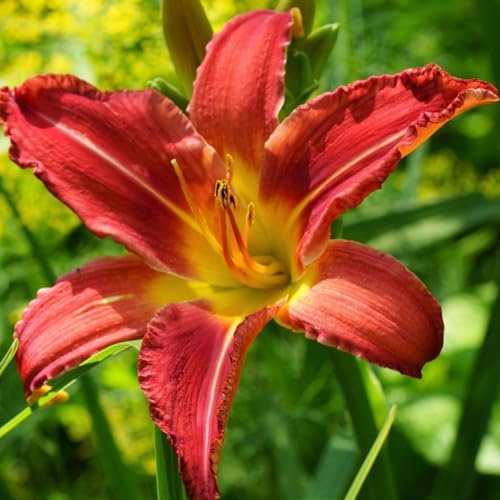 Daylily Bulbs-Daylily Plant Bulbs-Perennial Ornamental Flowers-Excellent for Outdoor Display-8 Bulbs-B