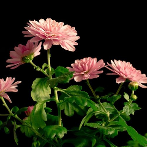 crisantemo semi di selvatico semi perenni giardino bonsái interni selvatici balcone giardino tagliati primavera balcone 800pcs