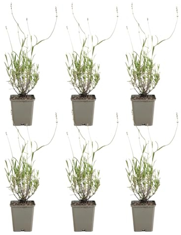 Bloomique - 6er - Set - Lavandula Angustifolia ‘Dwarf Blue’ - Lavendel - Reichblühend - Lockt Bienen und Schmetterlinge an - Winterhart - Mehrjährig - Höhe 10-20 cm - 9 - cm - Topf