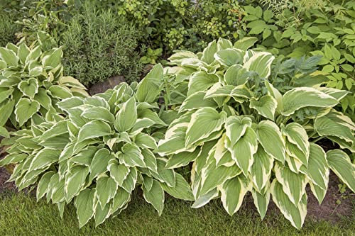 Hosta sieboldii ca. 9x9 cm Topf - Funkie, grüne Blätter, weiße Blüten, Blütezeit Juli-August, ideal für Schattenbeete, pflegeleicht und winterhart