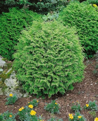 Chamaecyparis lawsoniana 'Globosa' 60-80 cm - Kugel-Scheinzypresse, immergrün, kompakt, ideal für Hecken und Kübel, pflegeleicht, winterhart