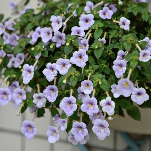 Semillas de Achimenes - semillas de mariposas semillas de jardín de cobertura del suelo de interior de otoño resistentes 25pcs