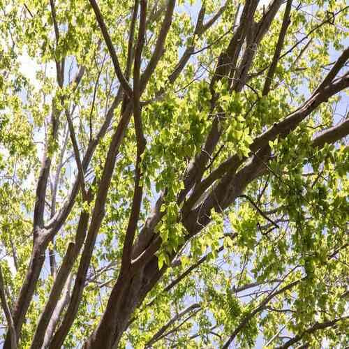 50 semi verdi per albero di Fagus sylvatica