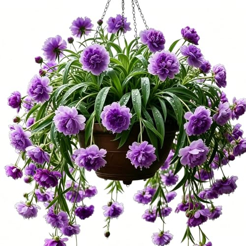 ragno - Chlorophytum comosum ufficio balcone di coperto d'appartamento esotiche 6piante