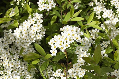 Spiraea cinerea 'Grefsheim' 60 cm – Winterhart, Mehrjährig, Pflegeleicht – Rispenspiere – Heckenpflanze für Garten & Sichtschutz
