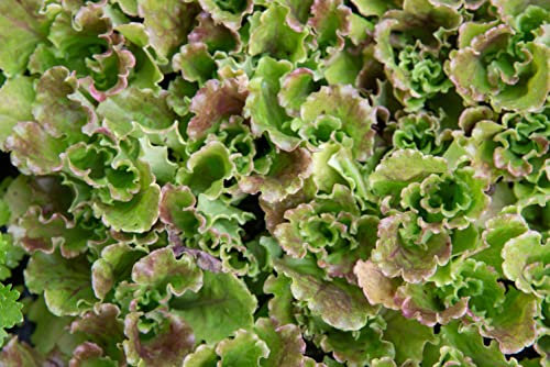 Winter Lattughino Samen Salatsamen Salat Garten Hochbeet Gemüse ca 500 Korn Saatgut AlexLand