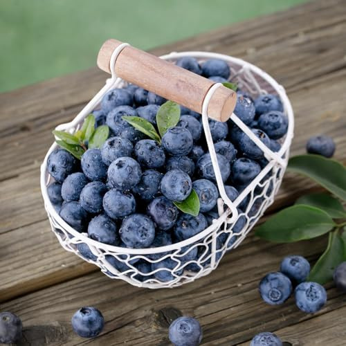 Semillas de arándanos orgánicos, semillas de plantas de arándanos, plantas de interior, semillas de plantas plantas de jardín, coloridas árboles frutales columnares, semillas de 350pcs