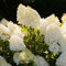 Sugar Rush (3 plantas) Hortensias Paniculatas resistentes al invierno, verdaderas plantas de Hortensia de jardín de Holanda, perennes para macetas y balcones.