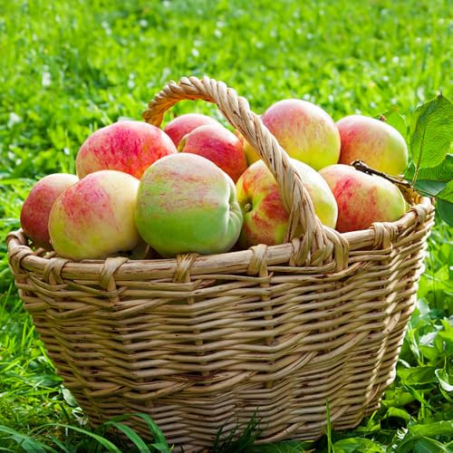 semi di melo comprare da frutto raro vecchie varietà da frutto nani, resistenti esotico serre balcone colonnare frutteto balcone semi di per 80pcs