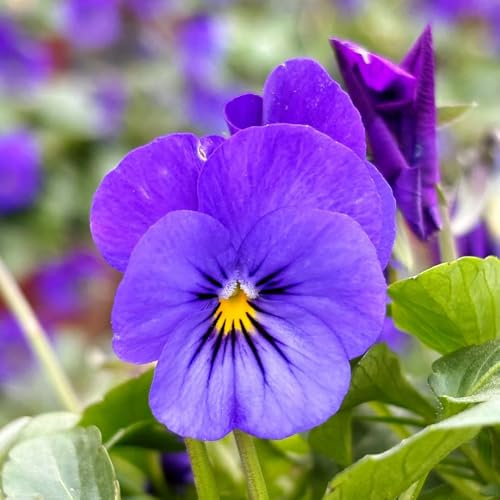 Semi di viola cornuta, per luoghi soleggiati Viola cornuta - semi resistenti Le da giardino sono 500pcs