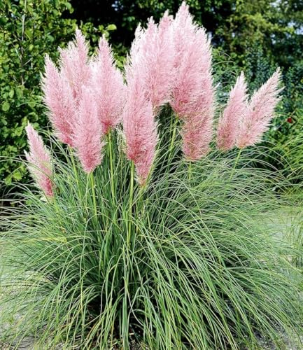 BALDUR Garten 3x Rosa Pampasgras, Pflanzen im 9x9 cm-Topf, Cortaderia Ziergras, winterharte Staude, mehrjährig & pflegeleicht, Wasserbedarf gering, blühend, Cortaderia selloana rosea