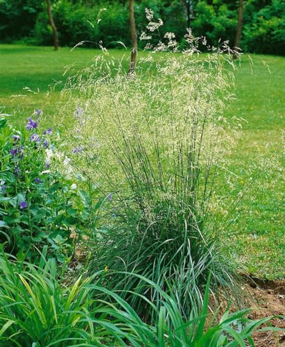 Helictotrichon sempervirens 'Pendula' 9x9 cm Topf – Winterhart, Mehrjährig, Pflegeleicht – Blaustrahlhafer – Ziergras für Steingarten & Rabatte