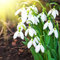 Benoon Schneeglöckchen Galanthus Samen, 200 Stück/Beutel Schneeglöckchen Galanthus Samen Lebensfähig Schnelles Wachstum Staude Gut Angepasste Duftende Blumen-Bonsai-Sämlinge Für Den Balkon Samen