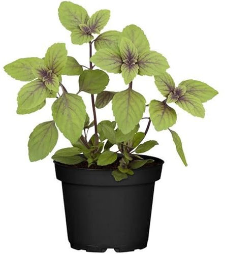 DECOALIVE Menta Piperita GOURMET - Planta Natural para Cocinar - Hierbas Provenzales Naturales para Huerto Urbano