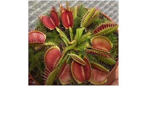 Stk - 3x Dionaea muscipula Australian Red Rosetted Venusfliegenfalle Samen B1214 - Seeds & Plants Shop by Ipsa