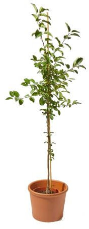 Manzano Natural Malus Domestica Árbol Frutal para tu Jardín