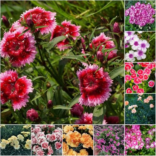 semi di garofano perenne resistente - semi per decorazione giardino - Serie Rara copertura resistente sweet williams garofani giardino 1000pcs