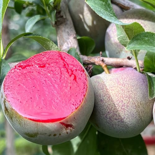 prugne - colonnari, rampicanti rampicanti decorazioni giardino per esterni decorazione del soggiorno balcone rialzato con letto rara 90semi