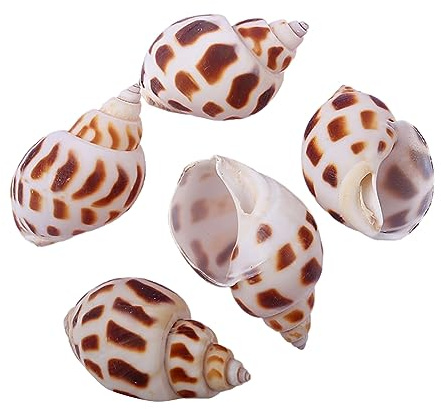 MEMEM Coquillages de Bernard-l'hermite de Petite à Moyenne Taille, Coquillages naturels for la décoration d'aquarium.(A)