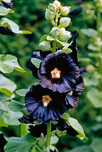 100 Hollyhock Nigra Seeds - Alcea Rosea Nigra - Black Hollyhock Perennial Seeds