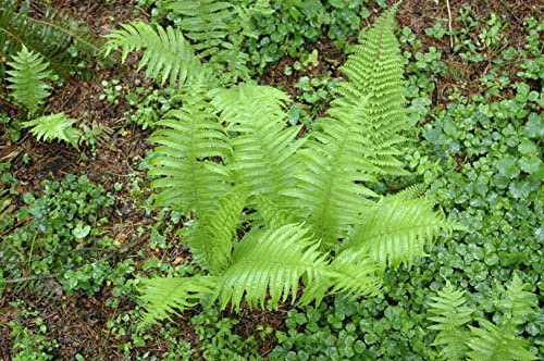Polystichum setiferum 'Proliferum' 9x9 cm Topf – Winterhart, Immergrün, Pflegeleicht – Filigranfarn – Schattenpflanze für Garten & Beet