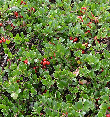 Europäische Bärentraube 20-25cm - Arctostaphylos uva-ursi - lebende Gartenpflanze aus den Baumschulen