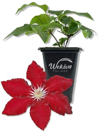 Clematis Rebecca - Live Starter Plant in a 2 Inch Growers Pot - Starter Plants Ready for The Garden - Rare Clematis for Collectors