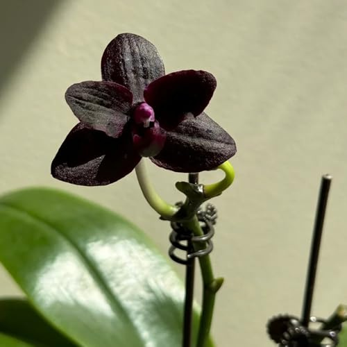 semi di orchidea phalaenopsis - orchidee - rampicanti resistenti, biologici falenopsi da balcone resistenti, balcone da balcone, 55pcs