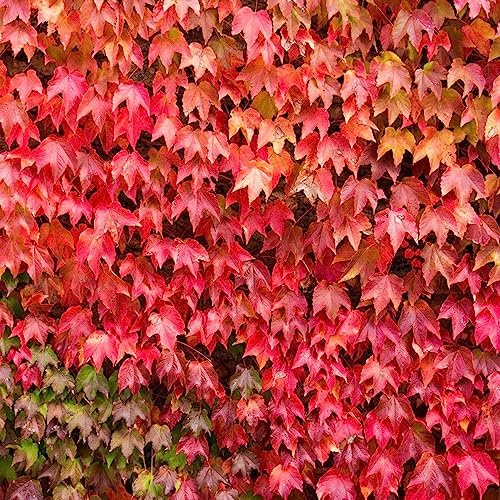 seme di vite selvatica, Parthenocissus tricuspidata, selvatici amanti dell'ombra giardino roccioso balcone selvatici rialzata 250pcs