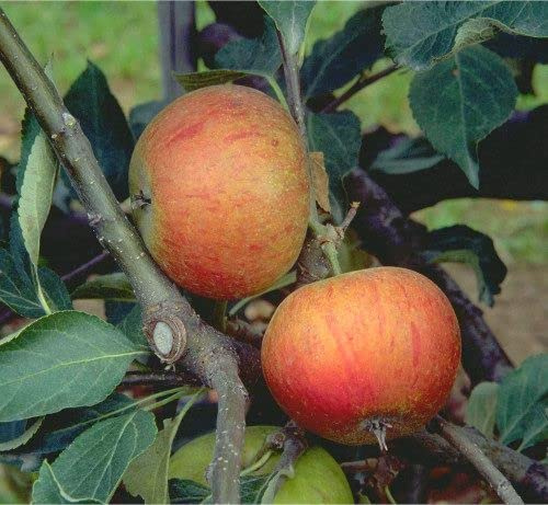 Apfel 'Cox Orange Renette' ca. 150cm im 10 Liter Topf