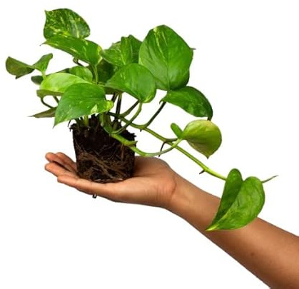 DECOALIVE Pothos Planta Natural Epipremnum Aureum Planta Colgante de Interior