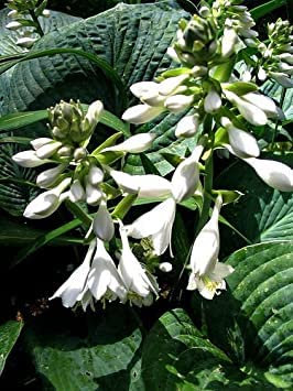 Seeds Hosta Elegans 142 Seeds, Huge Gorgeous Gray-Blue, Twisted White Flower Sheets: Only Seeds