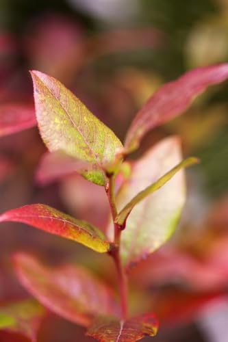 Vaccinium corymbosum 'Bluecrop' 30-40 cm – Winterhart, Mehrjährig, Pflegeleicht – Heidelbeere – Beerenstrauch für Garten & Kübel