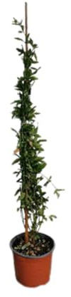 Vivaio Garden Forest Gelsomino giallo Jasminum humile (revolutum) | Rampicante sempreverde, Profumato, Ideale per vaso e piena terra, Rami fino a 2 m