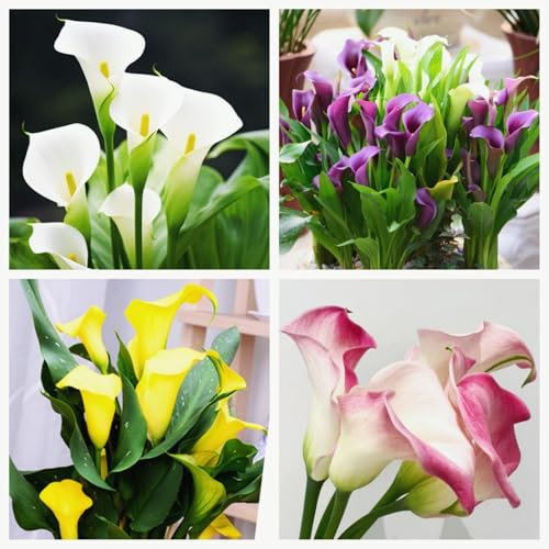 Calla Lily bulbs-Potted/Plants/Rhizome/Ornamental/Resistant/Bedding/Gorgeous-4bulbs-B