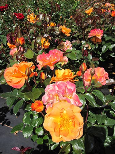 Edelrose Westzeit ® - Rosa Westzeit ® - Noack Rose - ADR Rose 2007