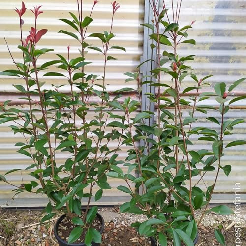 Photinia red robin, 12 piante alte 80/100 cm, vaso Ø20