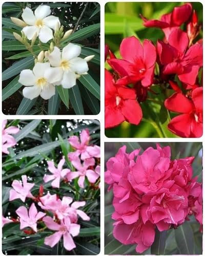 Nerium Oleander Flower Seeds 100pcs Mixed