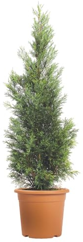 KENTIS - Cupressocyparis Leylandii Pyramidalis - Cipresso di Leyland Piramidale - Piante Vere da Esterno Siepe Sempreverde - H 125/150 cm Vaso Ø 24 cm
