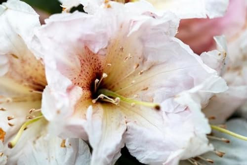 Rhododendron Hybride Juruena - Großblumige Rhododendron - 40-50cm